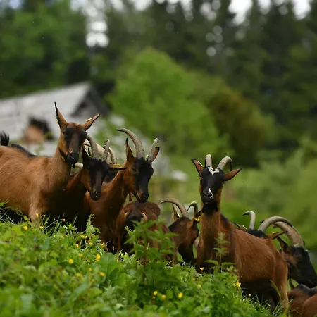 Kmetija Matk Solčava