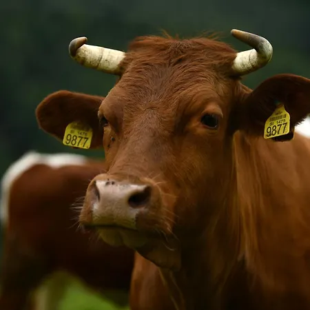 农家乐 Kmetija Matk