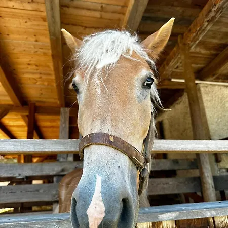 Kmetija Matk * Solčava