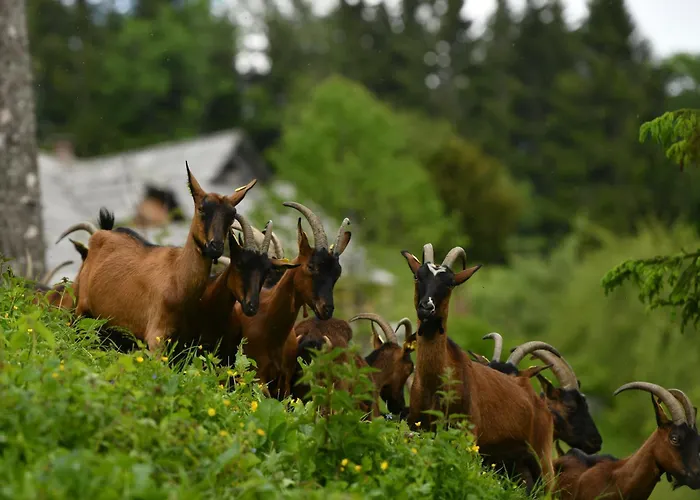 Kmetija Matk Solčava