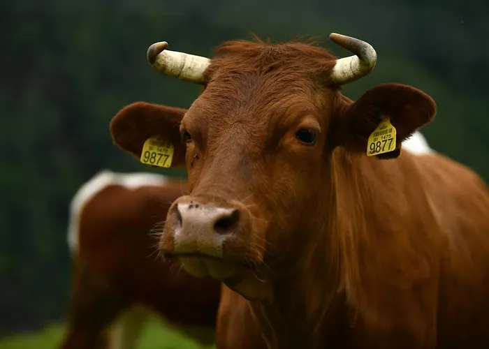 Alojamento de Turismo Rural Kmetija Matk