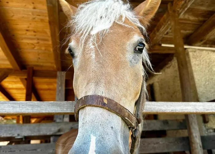 Kmetija Matk * Solčava